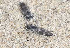 Stichopogon venturiensis