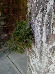 Cupressus sempervirens