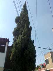 Cupressus sempervirens