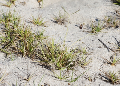 Paspalum vaginatum