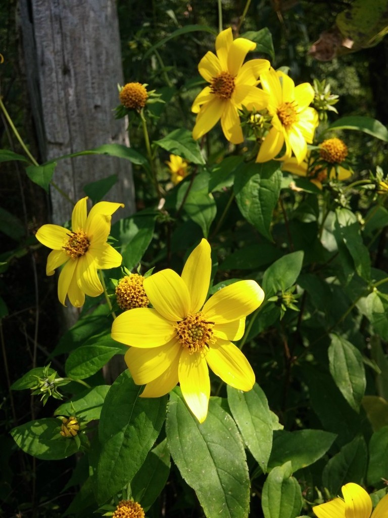 sunflowers from Veterans Bike Path, Town of Ballston, NY on August 9