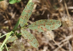 Uromyces baeumlerianus