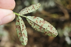 Uromyces baeumlerianus