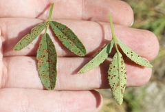 Uromyces baeumlerianus