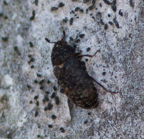 Hide and Tallow Dermestid photo 3