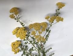 Ozothamnus obcordatus