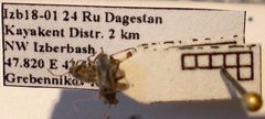Ortholomus punctipennis