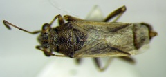 Ortholomus punctipennis