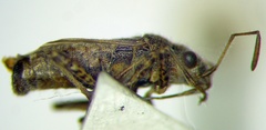 Ortholomus punctipennis