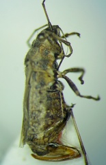 Ortholomus punctipennis
