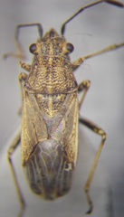 Ortholomus punctipennis