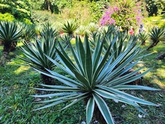 Agave angustifolia marginata