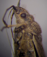 Ortholomus punctipennis
