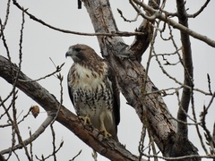 Buteo jamaicensis