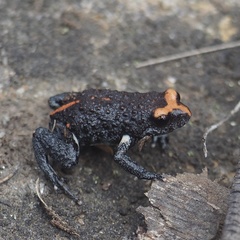 Pseudophryne australis