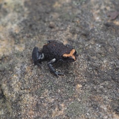 Pseudophryne australis