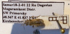 Ortholomus punctipennis