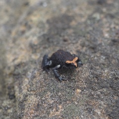 Pseudophryne australis