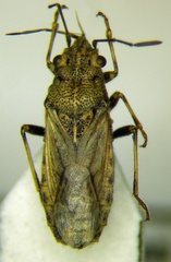 Ortholomus punctipennis