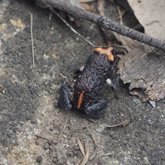 Pseudophryne australis