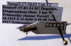 Ortholomus punctipennis