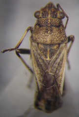 Ortholomus punctipennis
