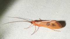 Pycnopsyche guttifera