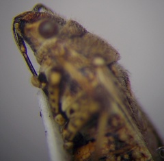 Ortholomus punctipennis