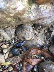 Nebria lacustris