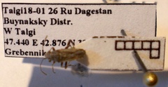 Ortholomus punctipennis