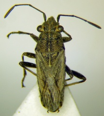 Ortholomus punctipennis