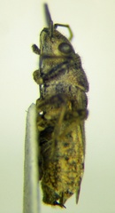 Ortholomus punctipennis