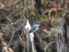 Megaceryle alcyon