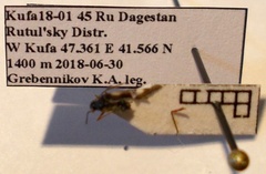Dryophilocoris