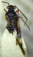Dryophilocoris