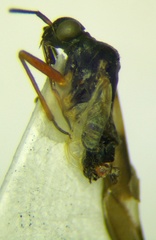 Dryophilocoris