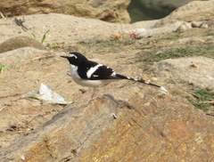 Enicurus immaculatus