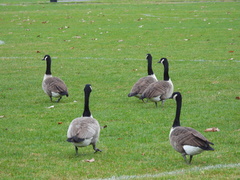 Branta canadensis