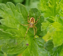 Salsa brisbanae