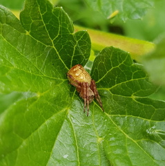 Salsa brisbanae