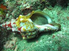 Pleuroploca trapezium