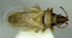 Oxycarenus pallens