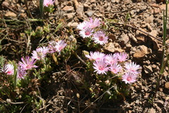 Drosanthemum striatum