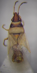 Oxycarenus pallens