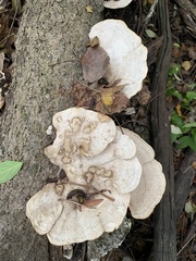 Trametes elegans