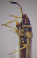 Oxycarenus pallens