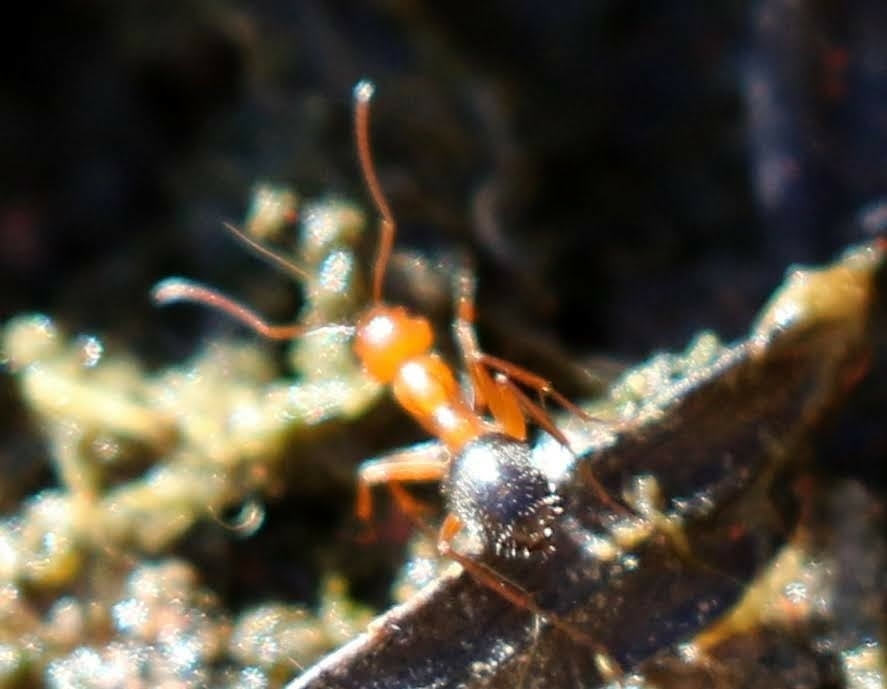 Formica perpilosa