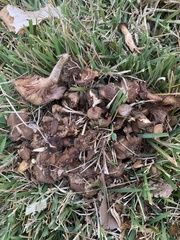 Desarmillaria caespitosa