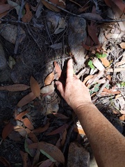 Cryptostylis hunteriana