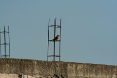 Pyrocephalus rubinus